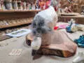Anielska Kaczka na szczęście -  32 x 15 cm figurka dekoracyjna gipsowa
