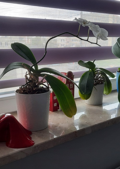 Anioł Rozmarzona Emily - czerwony -  22 x 9 cm figurka dekoracyjna gipsowa